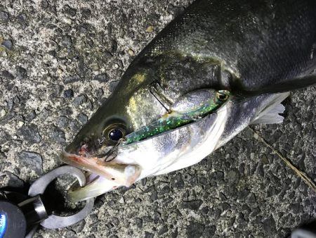 バチがダメなら、小魚を食ってるヤツを狙って！