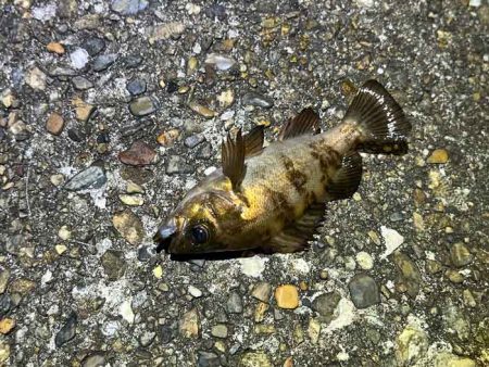 明石西部でメバリング｜ジグ単もフロートも極小しか釣れず