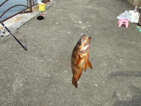 3年ぶりの淡路島　根魚に遊んでもらいました。