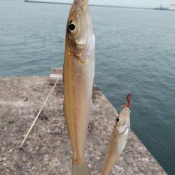 播磨新島のキスが釣れ始めました