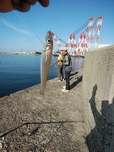 播磨新島のキス釣査