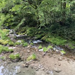 中部渓流釣り