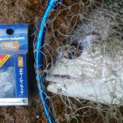 キビレ釣り(^^)楽しいデスね！