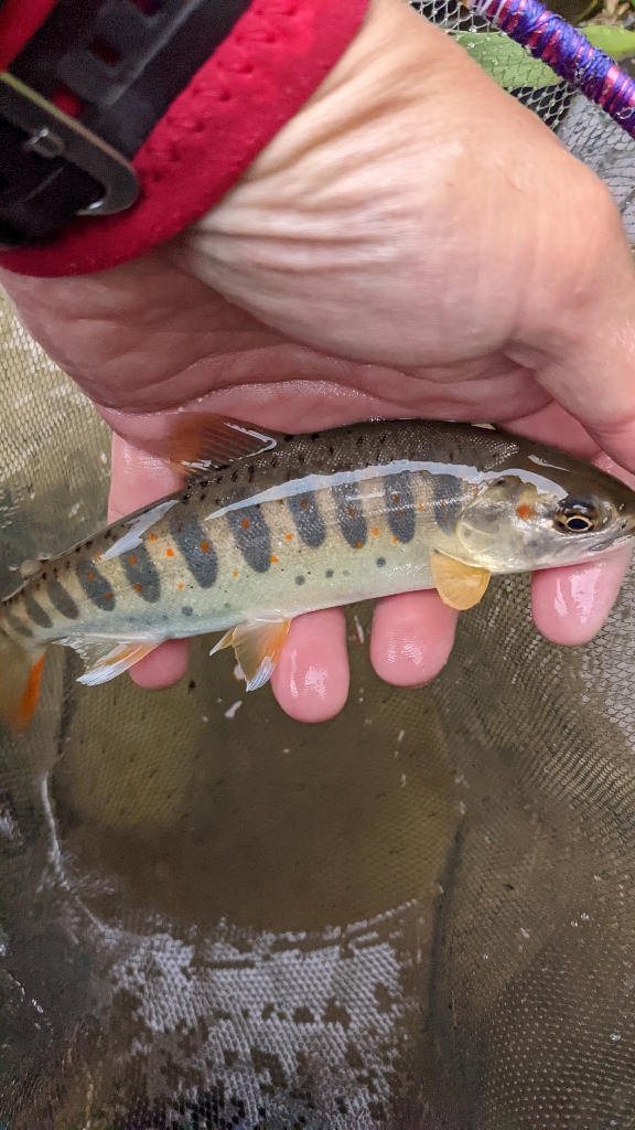 アマゴ釣り