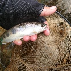 渓流釣り