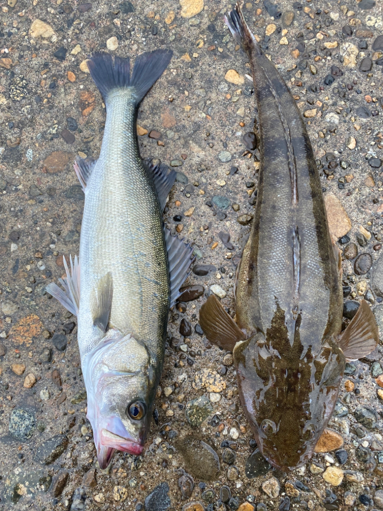 今年初マゴチ