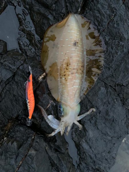 梅雨グレ爆釣