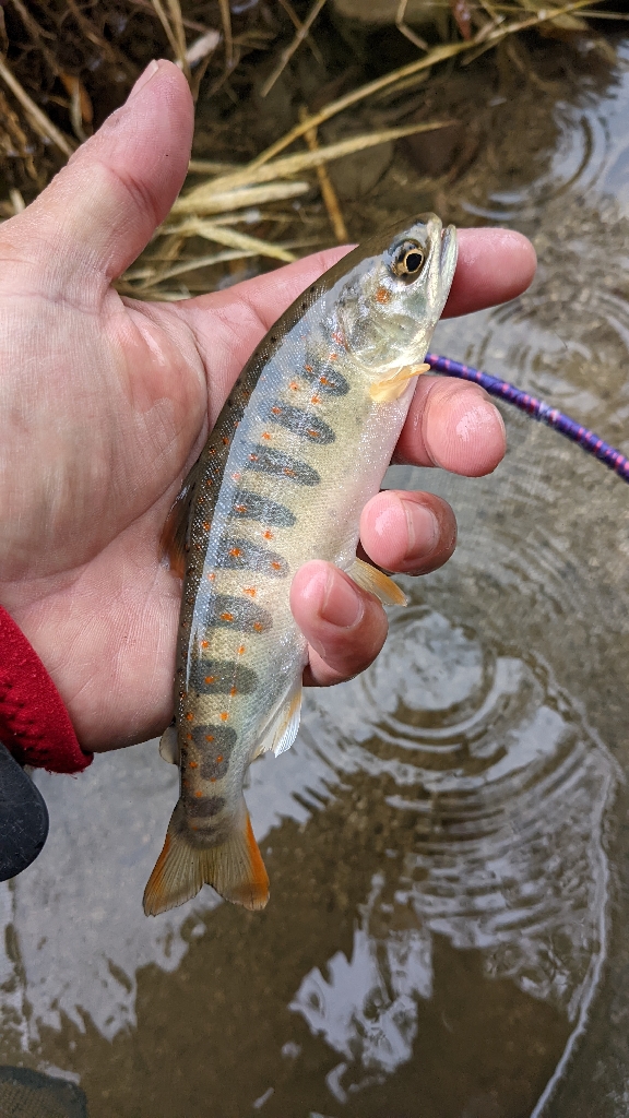 アマゴ釣り