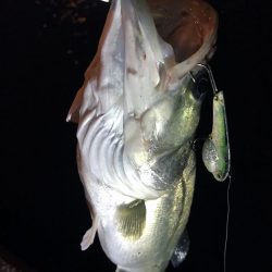 バチがダメなら、小魚を食ってるヤツを狙って！