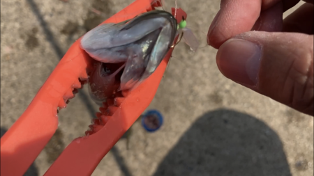 ダイソーサビキでサバ釣り