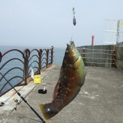 3年ぶりの淡路島　根魚に遊んでもらいました。