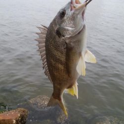 キビレ釣り(^^)楽しいデスね！