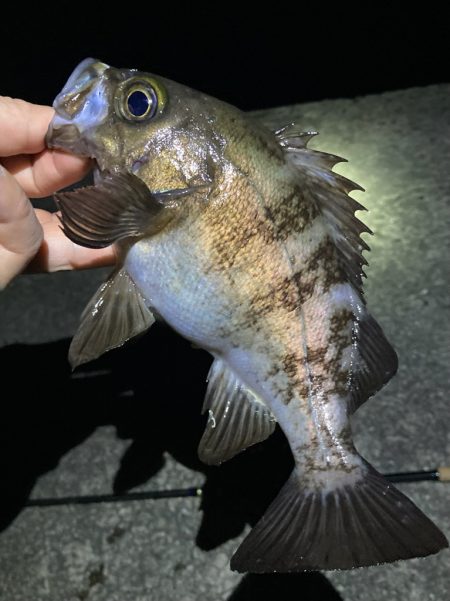 好調続く明石のメバル