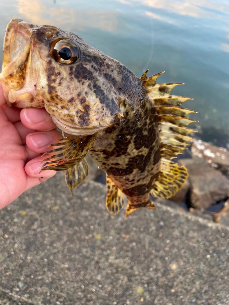 久しぶり、タケノコメバル