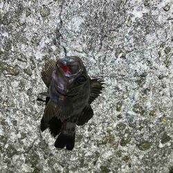 明石西部でメバリング｜ジグ単もフロートも極小しか釣れず