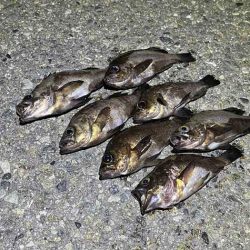 梅雨メバルは普段釣れないポイントでも釣れる