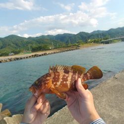 アコウ キジハタ 穴釣り ブラクリ 陸っぱり 釣り 魚釣り 釣果情報サイト カンパリ