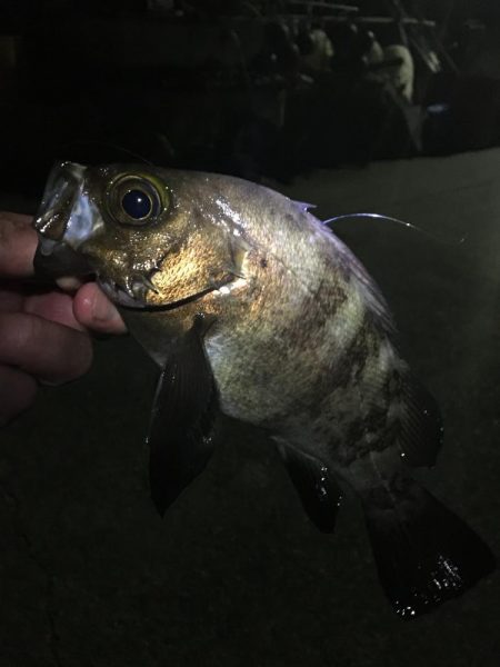 たかたかの釣り日記