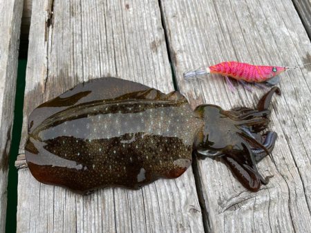 6月なのに秋イカサイズの新子ばかり