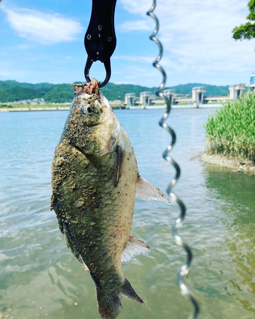 紀の川シーバスづり