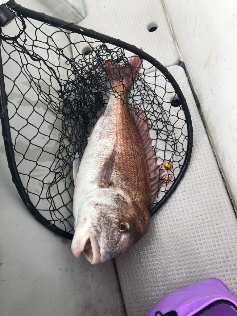 明石鯛の70ｷﾀ━(ﾟ∀ﾟ)━!