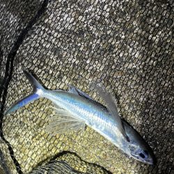 トビウオ 陸っぱり 釣り 魚釣り 釣果情報サイト カンパリ