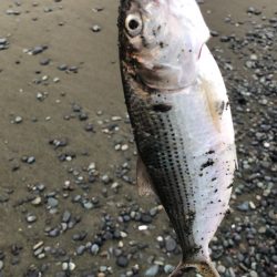 国府津海岸で釣れたシロサバフグの釣り・釣果情報 - アングラーズ