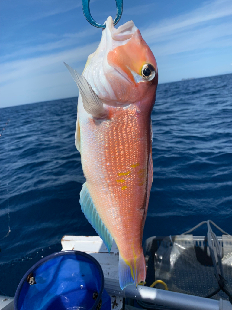 マイボートでいつものアマダイ釣行！