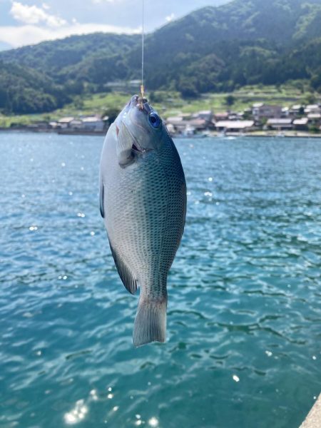 3種のベラとアコウ