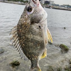 西宮浜、キビレ上がりました