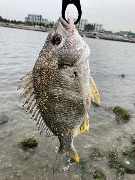 西宮浜、キビレ上がりました