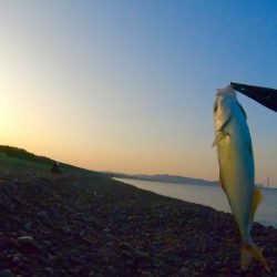 初夏のサーフで青物LSJ