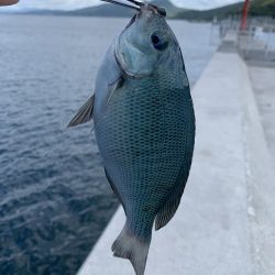 梅雨グレ沸いてます