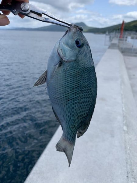 梅雨グレ沸いてます