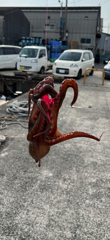 タコ釣り🐙