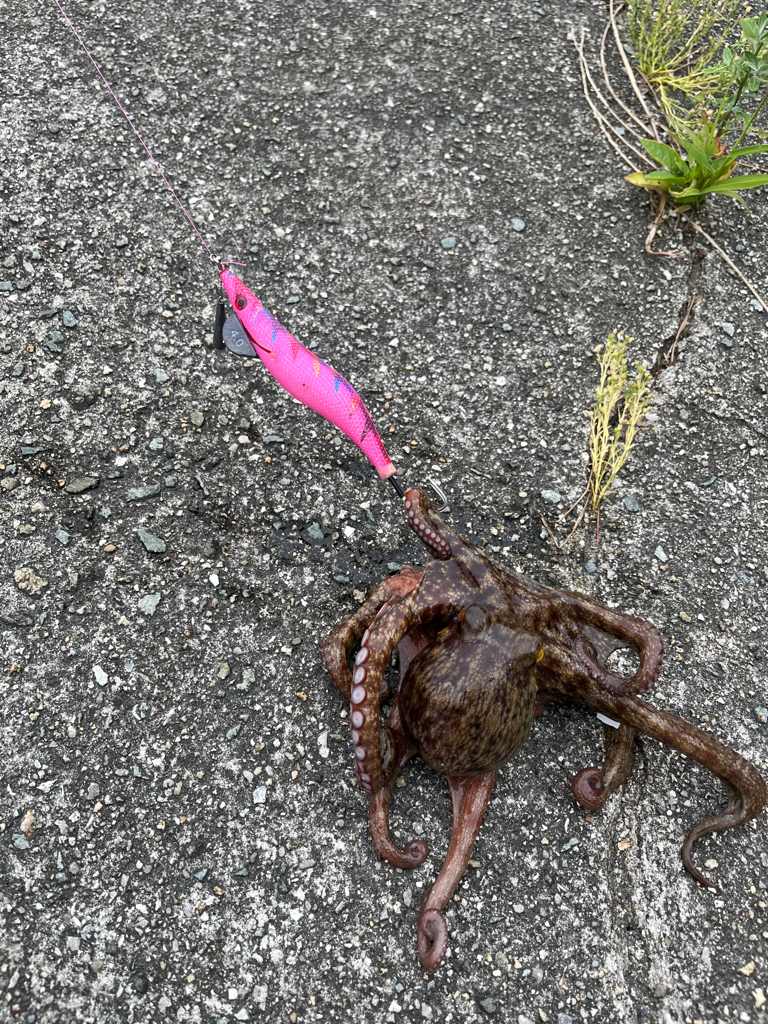 タコ釣り🐙