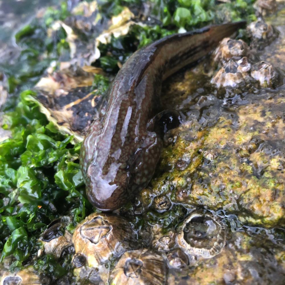 ひと時のハゼ釣り(^ ^)