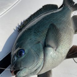 久しぶりの徳山へグレ釣りに❗️