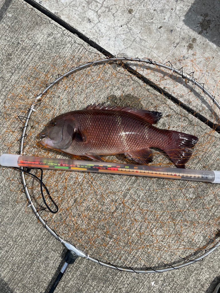 フカセで、チヌ とカンダイを釣る。