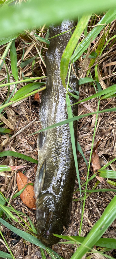 バス釣りでナマズ釣れた