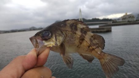 カゴ釣りからの飲ませ