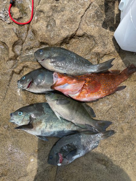 大藻路でクロ釣り❗️