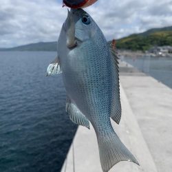 梅雨グレ沸いてます