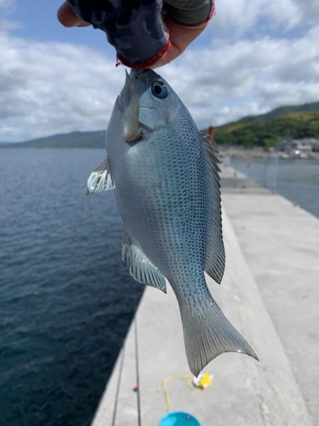 梅雨グレ沸いてます