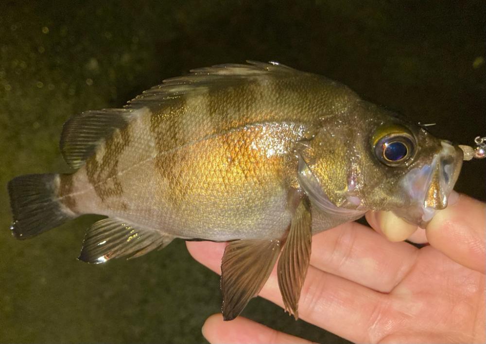 なんとか、ポツポツ釣れた！