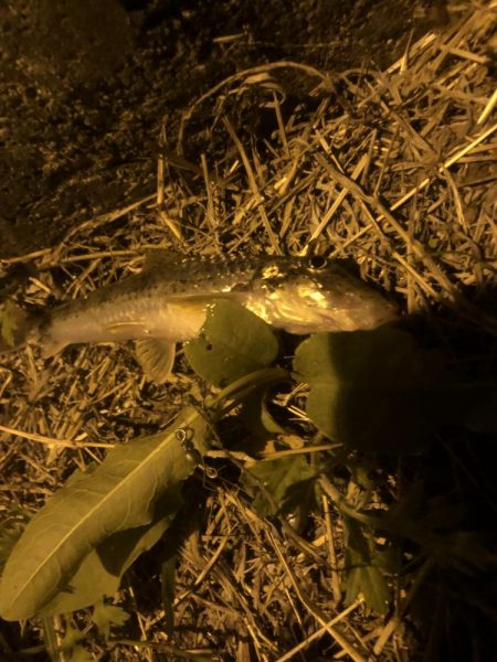 チヌの夜釣り