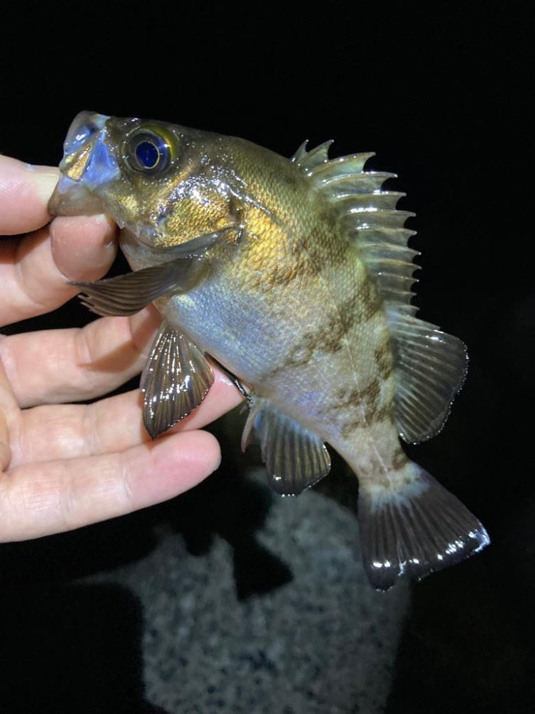 数釣り可能！明石のメバル