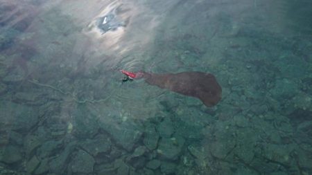 対馬エギング釣果