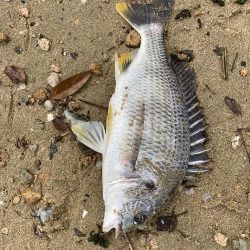 西宮浜、キビレ釣れました