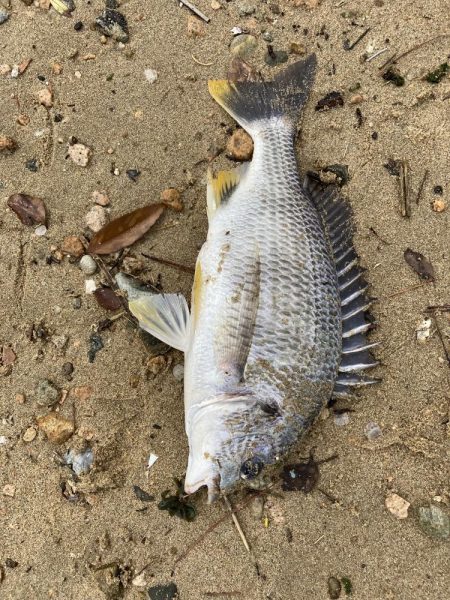 西宮浜、キビレ釣れました